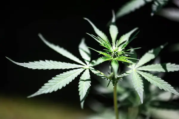 Färska Gröna Blad Cannabis Marijuana Närbild Medicinsk Marijuanaodling — Stockfoto