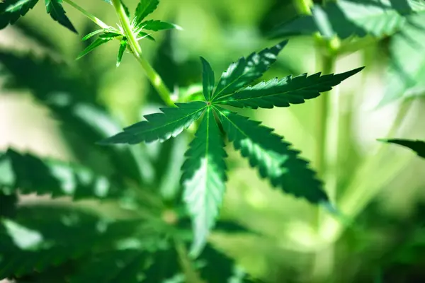 Friss Zöld Kannabisz Marihuána Levelek Közelednek Orvosi Marihuána Termesztési Koncepció — Stock Fotó