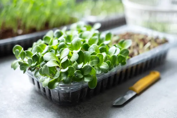 Mikrozöldséget Termesztek Otthon Tejbogáncs Mikrozöldség Csírák Betakarítása Friss Zöldségek Közelről — Stock Fotó