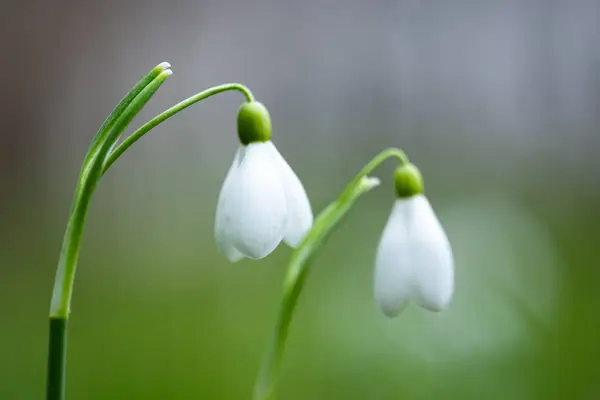 Дві Білі Квіти Снігу Зеленому Весняному Луговому Лісі Крупним Планом Ліцензійні Стокові Зображення