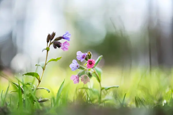在春天的森林里 粉色和紫色的花 花冠状的午餐麦芽 有开花野花的自然花卉背景 图库图片