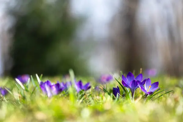 Łąka Purpurowych Kwiatów Krokusa Wiosennym Lesie Fotografia Przyrodnicza Zdjęcie Stockowe