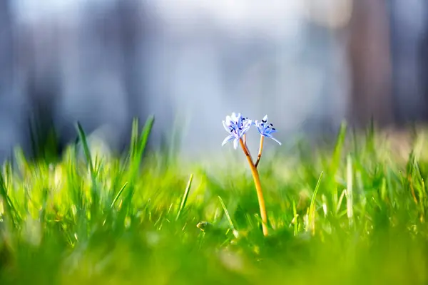 Зелений Луг Однією Маленькою Синьою Квіткою Весняному Лісі Перші Польові Ліцензійні Стокові Зображення