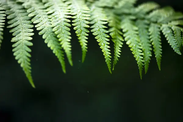 Zbliżenie Zdjęcia Zielonej Paproci Liści Letnim Lesie Deszczowym Kwiatowa Faktura Obraz Stockowy
