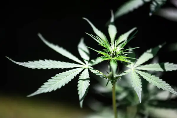 Fresh Green Leaves Cannabis Marijuana Close Medical Marijuana Growing Concept Stock Photo
