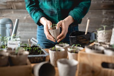 Çiftçi, turba kaplarına domates ve biber tohumları naklediyor. Bitkileri açık arazide büyümeye hazırlıyorum. Ev bahçesi konsepti