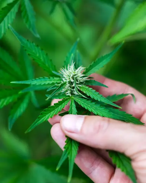 Green Leaves Cannabis Marijuana Farmer Hand Close Medical Marijuana Growing Stock Photo