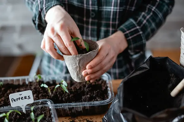 农民把辣椒幼苗移植到泥炭杯中 准备在露天种植的植物 家庭园艺概念 图库图片