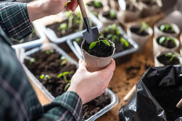 Bauer Verpflanzt Paprika Sämlinge Torfbecher Pflanzen Auf Das Wachsen Offenen — Stockfoto