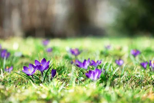 Meadow Purple Crocus Flowers Spring Forest Nature Photography — Stock Photo, Image