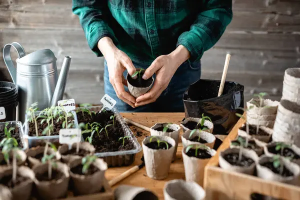 农民将西红柿和胡椒幼苗移植到泥炭杯中 准备在露天种植的植物 家庭园艺概念 图库照片