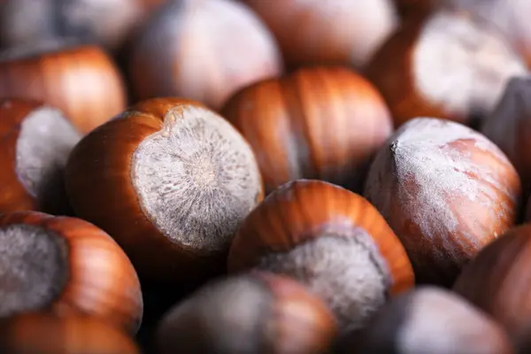 Macro Shot Hazelnut Nuts Food Photography — Stock Photo, Image