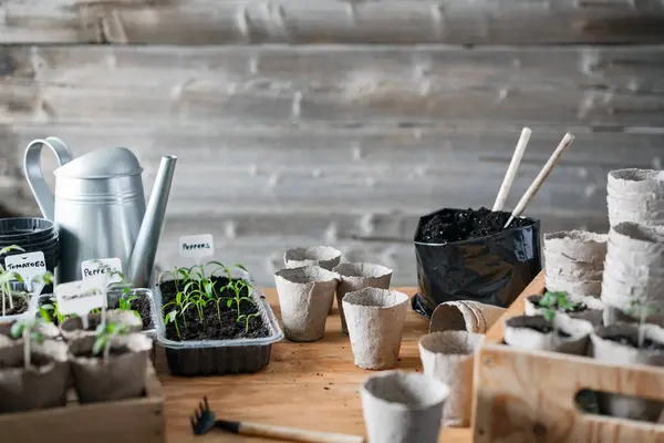 在泥炭杯中的番茄和胡椒幼苗 准备在露天种植的植物 家庭园艺概念 免版税图库图片