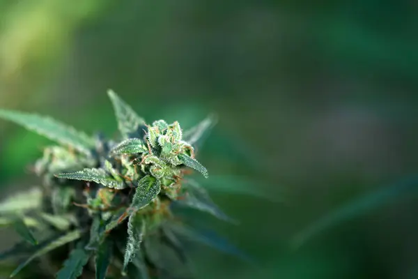 大麻花蕾盛开的宏观镜头 苦瓜和大麻芽花的毛发 医疗大麻种植概念 免版税图库图片
