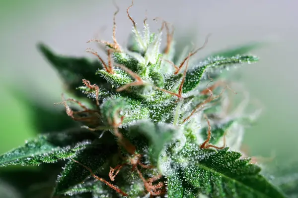 Makroaufnahme Der Blühenden Cannabis Indica Sativa Knospe Trichome Und Haare Stockbild