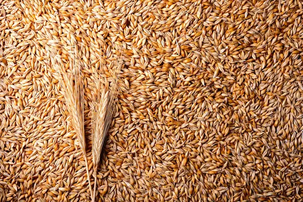 金色大麦颗粒 背景为小穗状 顶部观景 大麦籽粒质地 免版税图库照片