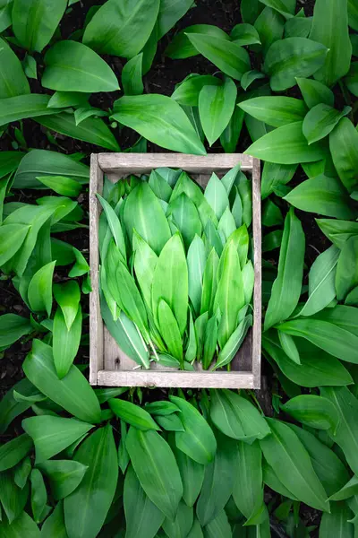 Collecting Bears Wild Garlic Spring Forest Ramson Bunch Wooden Box Stock Photo