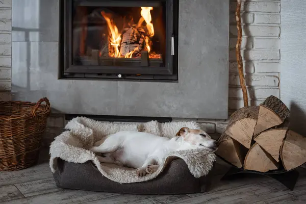 ジャック ラッセル テリア犬は燃えている暖炉の隣の敷物で寝る ヒッジコンセプト ストックフォト