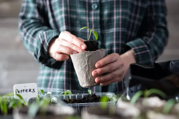 Jordbrukare Transplanterar Tomat Och Pepparplantor Torvkoppar Förbereda Växter För Odling Stockfoto