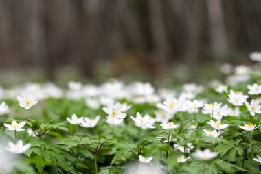 Forest meadow covered by blooming White anemone Primerose Nemorosa flowers clipart
