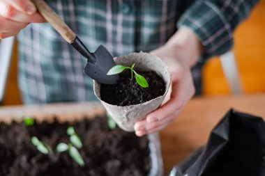Çiftçi, turba kaplarına domates ve biber tohumları naklediyor. Bitkileri açık arazide büyümeye hazırlıyorum. Ev bahçesi konsepti