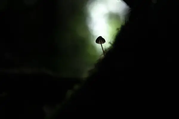 Минимум Кадра Одинокого Гриба Темном Лесу Природная Макрофотография — стоковое фото
