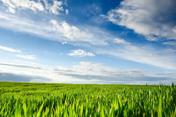 春の農業分野の若い緑の小麦 背景に雲がある美しい青い空 ランドスケープ写真 ストックフォト