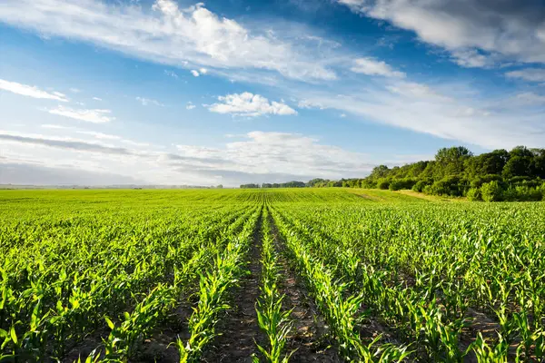 Молодая Зеленая Кукуруза Сельскохозяйственном Поле Голубое Небо Фоне Ряды Пышных Стоковое Фото