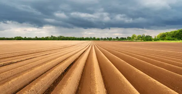 Идеально Ровные Ряды Пашни Сельскохозяйственном Поле Подготовленные Выращивания Картофеля Концепция Стоковая Картинка