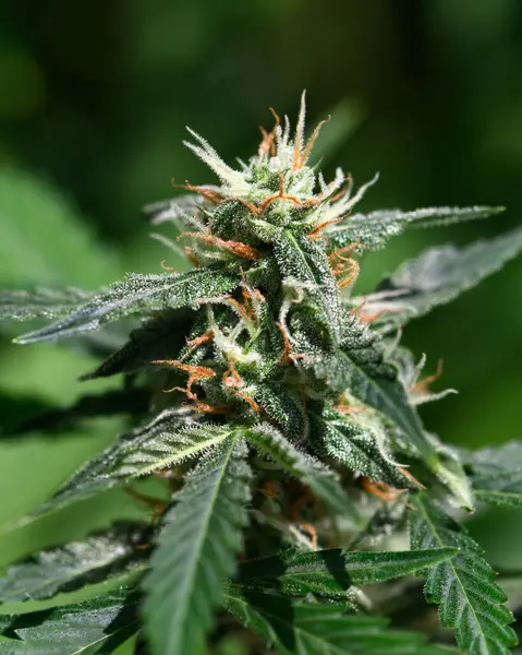 Bloeiende Cannabisknop Met Rijpe Sinaasappeltrichomen Komt Van Dichtbij Medisch Cannabiskweekconcept Rechtenvrije Stockfoto's