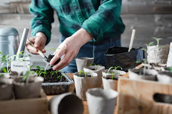 Boer Transplanteert Tomaat Peper Zaailingen Turf Cups Planten Voorbereiden Volle Stockfoto