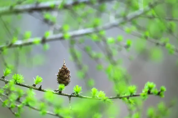 若い緑の針に囲まれた枝の上のラクコーン 自然の背景 ストックフォト