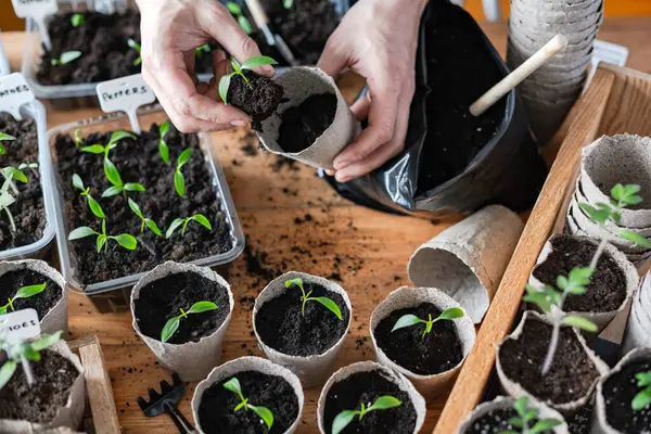 农民将西红柿和胡椒幼苗移植到泥炭杯中 准备在露天种植的植物 家庭园艺概念 免版税图库照片
