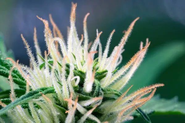 Peludos Tricomas Floración Cannabis Indica Sativa Brote Cerca Concepto Cultivo Imagen de archivo