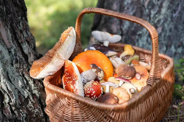 Different Mushrooms Basket Old Pine Trees Fly Agaric Porcini Chanterelle — Stock Photo, Image