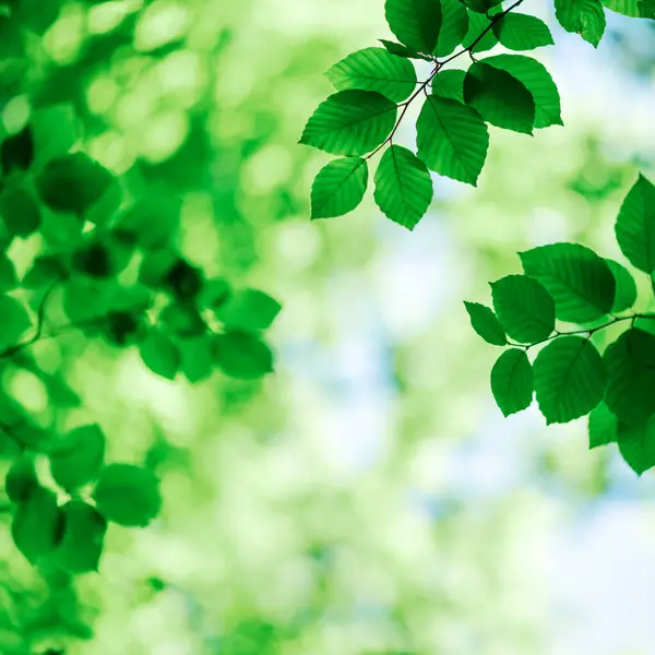 夏の森の緑の葉の自然 自然の緑のブナは夏の背景として植物を残します 環境エコロジーやグリーンコンセプト ロイヤリティフリーのストック写真