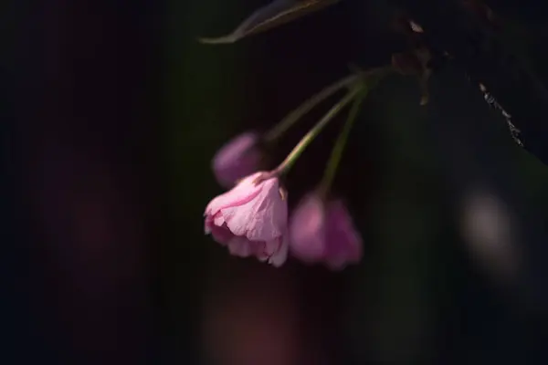 Makro Záběr Mladých Neotevřených Květin Sakura Stromu Nízkém Světle Pozadí Stock Obrázky