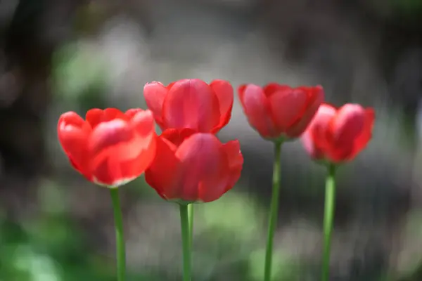 Красные Цветы Тюльпана Закрываются Фотография Природы Стоковое Фото