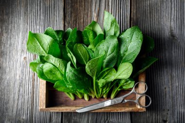 Tahta kutuda su damlaları olan taze yeşil ıspanak yaprakları ve eski kırsal makas. Yemek fotoğrafçılığı