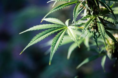 Young leaf of marijuana plant. Cannabis leaves background