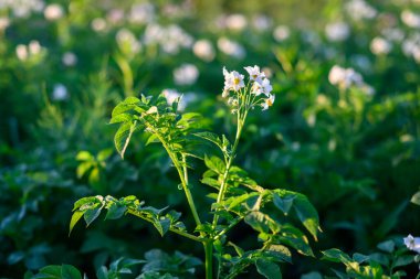 Tarlada beyaz çiçeklerle çiçek açan patatesler. Patates fabrikaları kapanıyor. Bahçede organik sebzeler yetişiyor.