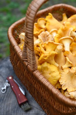 Tahta bir kütük üzerinde mantar bıçağıyla Chanterelle dolu bir sepet. Ormanda mantar topluyorum.