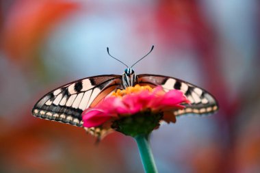 Güzel Kırlangıç Kelebek Papilio machaon pembe çiçeğin üzerinde. Böcek makro fotoğrafçılığı