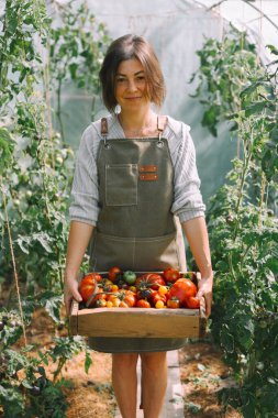 Önlüklü çiftçi kız olgun domatesleri bir seradan toplanmış ahşap bir kutuda tutuyor. Ev bahçesi konsepti
