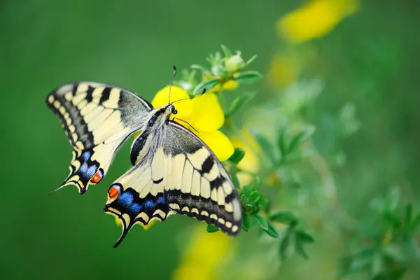 stock image Beautiful Swallowtail Butterfly Papilio machaon on yellow flower close up. Insect macro photography