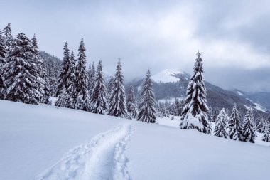 Kış dağları. Karlı orman ve bulutlu gökyüzü. Peyzaj fotoğrafçılığı