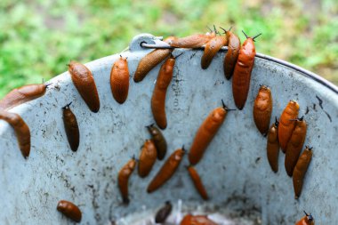 Bahçedeki kovada toplanan turuncu İspanyol sümüklüböcekleri Arion vulgaris. Bahçe böceklerinin kontrolü