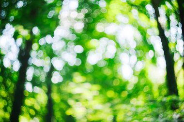 Güneş ışığındaki parlak ağaç yapraklarından bir Bokeh. Fotokopi alanı olan bulanık yeşil arkaplan. Güneşli yaz gününde ormandaki verimsiz yemyeşil yapraklar.