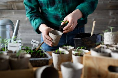 Sebze yetiştiricisi, domates ve biber tohumlarını bezelye kabına yerleştirir. Bitkileri açık arazide büyümeye hazırlıyorum. Ev bahçesi konsepti