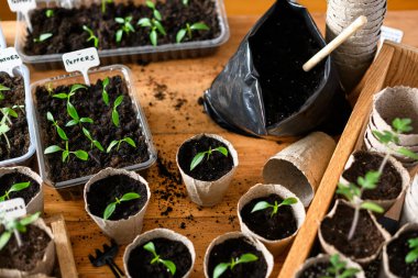 Domatesli turba bardakları ve ahşap masada acı biber tohumları. Bitkileri açık arazide büyümeye hazırlıyorum. Ev bahçesi konsepti